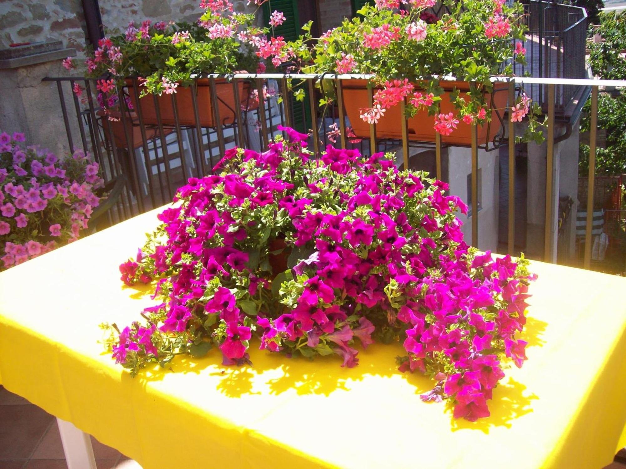 La Terrazza Fio...Rita Bed and Breakfast Ripa Exteriör bild